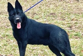 A black german shepherd dog named Odin standing in grass with a leash